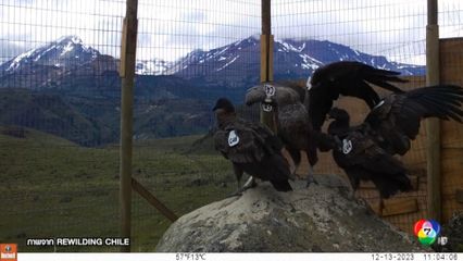 ปล่อยนกแร้งแอนดีส คืนสู่ป่าตามธรรมชาติ ในชิลี