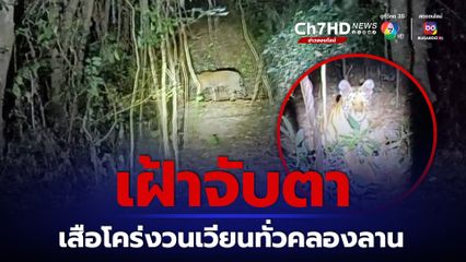 เสือโคร่งคลองลานวนเวียนใกล้หมู่บ้านกะเหรี่ยง อุทยานฯ ส่งสัตวแพทย์เฝ้าระวัง