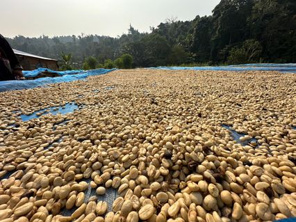 กาแฟสวนยาหลวง "ภูมิธรรม" การันตีของดีน่าน หลังแก้ปัญหาที่ดินทำกินส่งเสริมปลูกกาแฟ