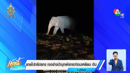 ยายไปกรีดยาง เจอช้างป่าบุกพังกระท่อมเหยียบ ดับ