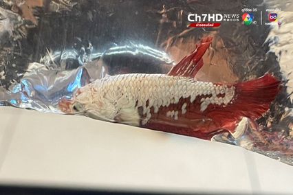 รวบทัน! หนุ่มมองโกเลียลักลอบนำสัตว์ป่าในบัญชี CITES ออกนอกประเทศ