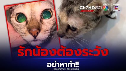 สัตวแพทย์โพสต์เตือน รักแมว อย่าป้อนยาแก้เห็บหมาให้แมว อาจถึงขั้นเสียชีวิตได้