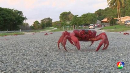 อากาศแล้งผิดปกติ ทำปูแดงอพยพล่าช้า ที่ออสเตรเลีย