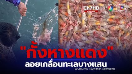 ฮือฮา ทะเลบางแสน กั้งหางแดง ลอยโชว์ตัว รอบหลาย 10 ปีเพิ่งเคยเจอ