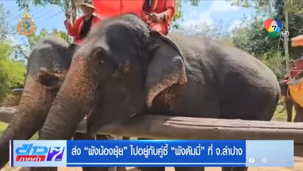 ส่ง พังน้องยุ้ย ไปอยู่กับคู่ซี้ พังดัมมี่ ที่ จ.ลำปาง