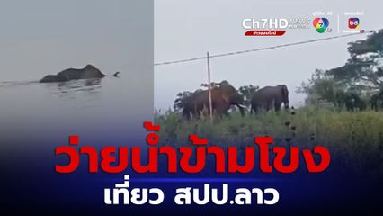 ช้างป่าว่ายน้ำข้ามโขงจากฝั่งไทยไป สปป.ลาว