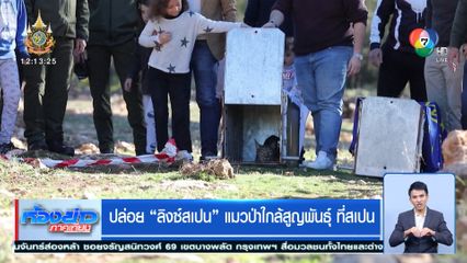 ปล่อยลิงซ์สเปน แมวป่าใกล้สูญพันธุ์ที่สเปน