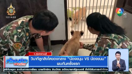 วินาทีลูกสิงโตของกลาง น้องขนุน VS น้องขนม พบกันครั้งแรก