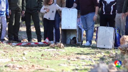 ปล่อยลิงซ์สเปน แมวป่าใกล้สูญพันธุ์ที่สเปน