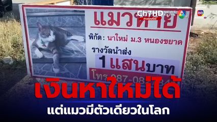 แมวสุดที่รักหายตัวไป 6 เดือน ตั้งเงินรางวัล 100,000 บาท