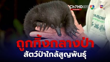 พบลูกตัว “อีคิดนา” ซึ่งเป็นสัตว์ใกล้สูญพันธุ์ถูกทิ้งอยู่ในป่า