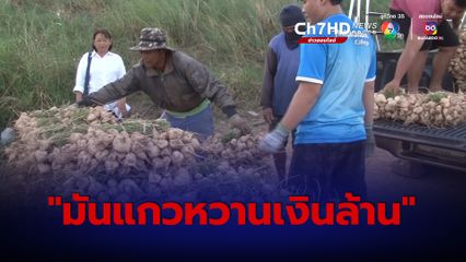 มันแกวหวานเงินล้าน โกยเงินวันละ 10,000 บาท สร้างรายได้ดี