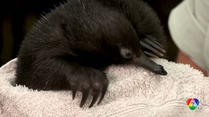 อีคิดนา สัตว์หายากที่สวนสัตว์ออสเตรเลีย