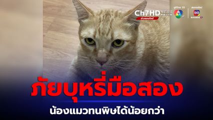 ควันบุหรี่มือสองอันตรายต่อสัตว์เลี้ยง แมวพบอาการได้เร็วกว่าสุนัข