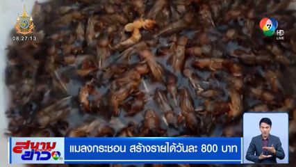 แมลงกระชอน สร้างรายได้วันละ 800 บาท