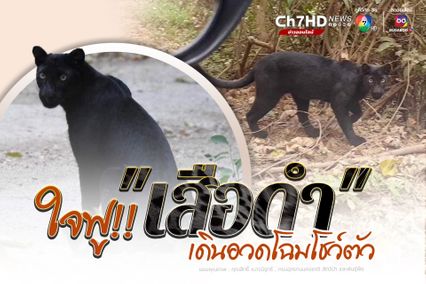 เสือดำ เดินอวดโฉมโชว์ตัว นักท่องเที่ยว ระหว่างทางขึ้นพะเนินทุ่ง
