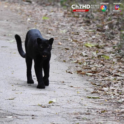 เสือดำ เดินอวดโฉมโชว์ตัว นักท่องเที่ยว ระหว่างทางขึ้นพะเนินทุ่ง