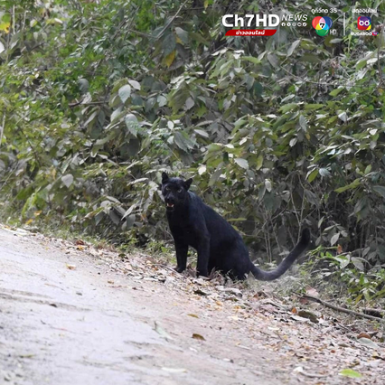 เสือดำ เดินอวดโฉมโชว์ตัว นักท่องเที่ยว ระหว่างทางขึ้นพะเนินทุ่ง