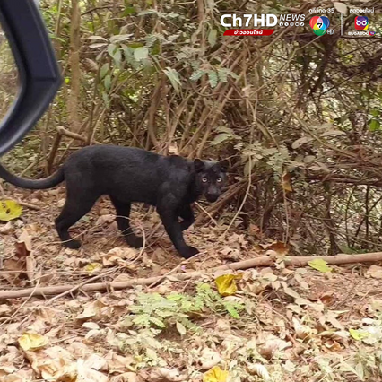 เสือดำ เดินอวดโฉมโชว์ตัว นักท่องเที่ยว ระหว่างทางขึ้นพะเนินทุ่ง