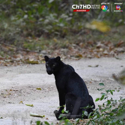 เสือดำ เดินอวดโฉมโชว์ตัว นักท่องเที่ยว ระหว่างทางขึ้นพะเนินทุ่ง