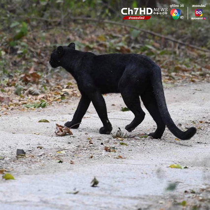 เสือดำ เดินอวดโฉมโชว์ตัว นักท่องเที่ยว ระหว่างทางขึ้นพะเนินทุ่ง
