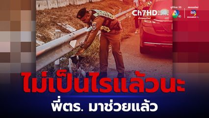 ตำรวจใจดี ช่วยสุนัขแม่ลูกอ่อน พลัดกับลูก หลังถูกรถชนนอนหายใจรวยริน