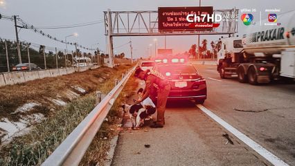ตำรวจใจดี ช่วยสุนัขแม่ลูกอ่อน พลัดกับลูก หลังถูกรถชนนอนหายใจรวยริน