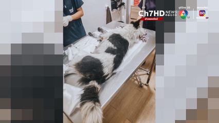 ตำรวจใจดี ช่วยสุนัขแม่ลูกอ่อน พลัดกับลูก หลังถูกรถชนนอนหายใจรวยริน