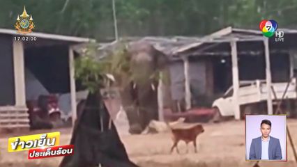 ช้างป่า ถูกสุนัขเจ้าถิ่นไล่เห่า วิ่งหนีฝุ่นตลบ