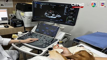 สัตวแพทย์ จุฬาฯ ผ่าตัดซ่อมลิ้นหัวใจรั่วในสุนัขสำเร็จ