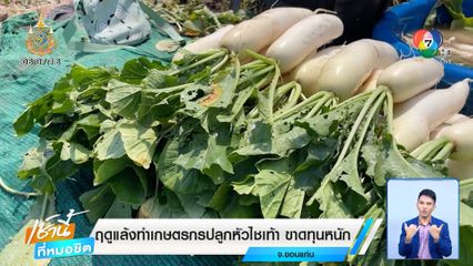 ฤดูแล้งทำเกษตรกรปลูกหัวไชเท้า ขาดทุนหนัก