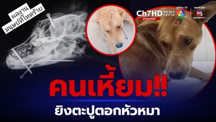 รางวัลนำจับ 1 แสน! ล่าคนใจเหี้ยม ยิงตะปูตอกหัวหมา