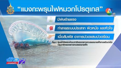 เตือน แมงกะพรุนไฟเรือรบโปรตุเกส เกลื่อนชายหาด