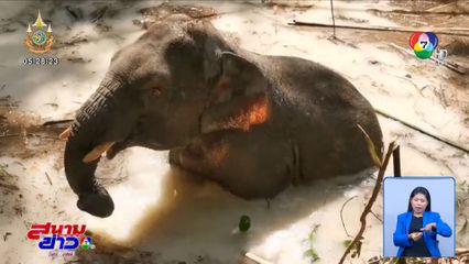 เร่งช่วยช้างป่า พลัดตกลงสระน้ำ