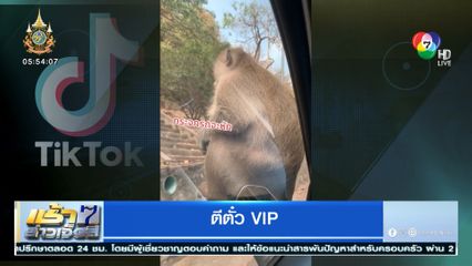 ลิงเขาสามมุก โบกรถตีตั๋ว VIP นั่งกระจกรถ ขึ้นเขาสบายใจเฉิบ
