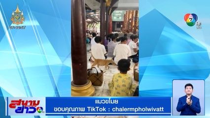 แมวขโมยของจริง เดินคาบปลา ต่อหน้าต่อตา