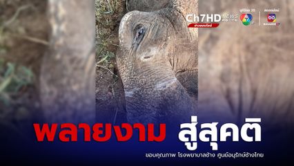 โรงพยาบาลช้าง ศูนย์อนุรักษ์ช้างไทย จ.ลำปาง แจ้งข่าวเศร้า “พลายงาม” สู่สุคติ หลังพลายหนุ่มพุ่งเข้าใส่ ใช้งาแทงดับ