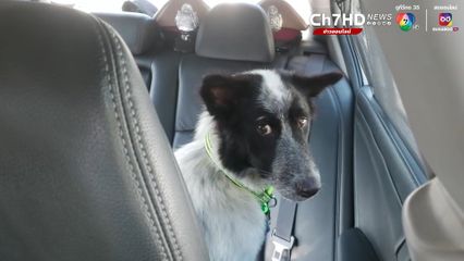 เจ้าไมโล แม่สุนัขแม่ลูกอ่อน ได้เจอกับเจ้าของและลูกๆแล้ว