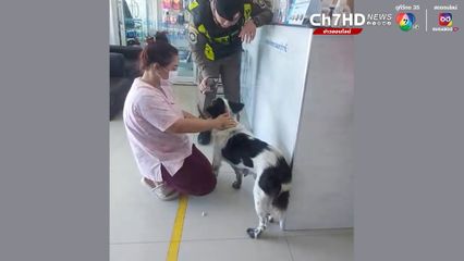 เจ้าไมโล แม่สุนัขแม่ลูกอ่อน ได้เจอกับเจ้าของและลูกๆแล้ว