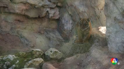 สวนสัตว์กรุงโรม ต้อนรับสมาชิกใหม่ลูกเสือสุมาตรา