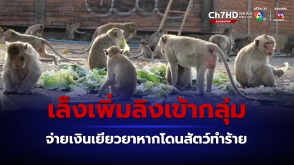 ลิงลพบุรี กรมอุทยานฯ เล็งเพิ่มเข้ากลุ่มสัตว์ทำร้ายคนให้จ่ายเงินเยียวยา จากเดิมมีแค่ช้าง-กระทิง