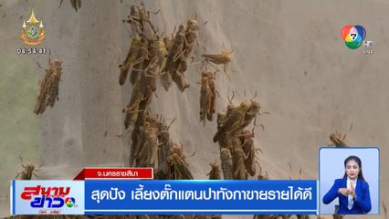 สุดปัง เลี้ยงตั๊กแตนปาทังการายได้ดี