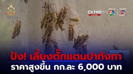 สุดปัง เลี้ยงตั๊กแตนปาทังการายได้ดี