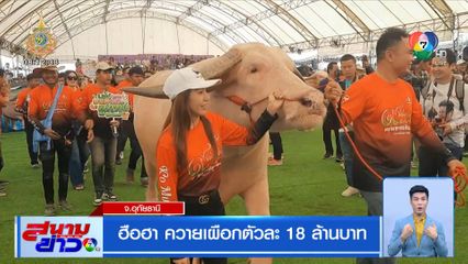ฮือฮา ควายเผือกตัวละ 18 ล้านบาท