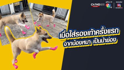 เจ้าของขำเกือบขิต เอ็นดูน้องหมา เมื่อใส่รองเท้าครั้งแรก จากน้องหมา กลายเป็น "ม้าย่อง"