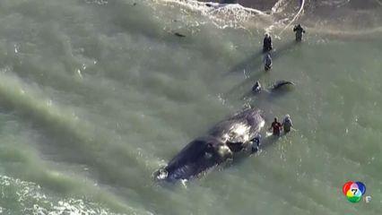วาฬเกยตื้นตายในรัฐฟลอริดา