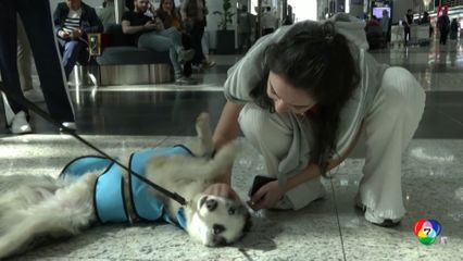 สนามบินตุรกีเริ่มโครงการนำสุนัขบำบัดผู้โดยสารเครียด