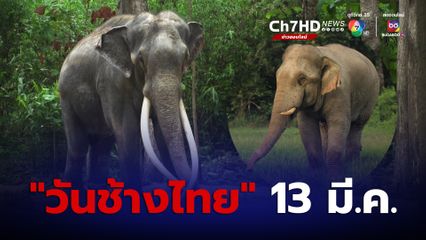 กรมอุทยานฯ ขอประชาชน รักและหวงแหนช้าง สัตว์ประจำชาติไทย