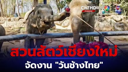 สวนสัตว์เชียงใหม่ จัดงาน "วันช้างไทย" มอบขันโตกล้านนาผลไม้ให้กับช้าง 3 เชือก