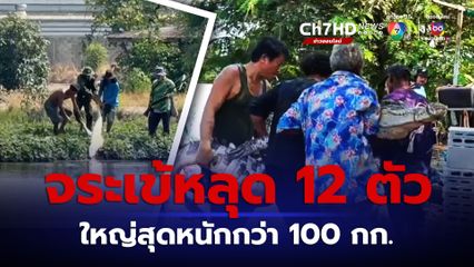 จระเข้หลุด 12 ตัว ตัวใหญ่สุดหนักกว่า 100 กก.